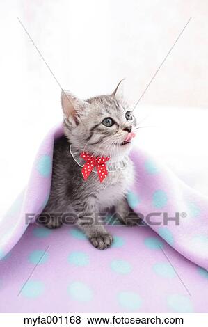 Mixed breed cat View Large Photo Image Stock Photo - Mixed breed cat. Fotosearch