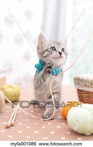Mixed breed cat View Large Photo Image Stock Photograph - Mixed breed cat. Fotosearch