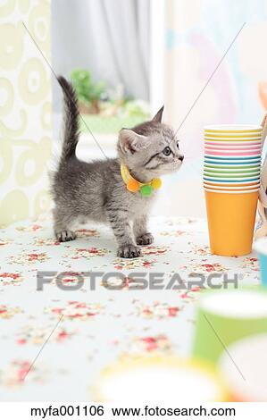 Stock Photograph - Mixed breed cat. Fotosearch