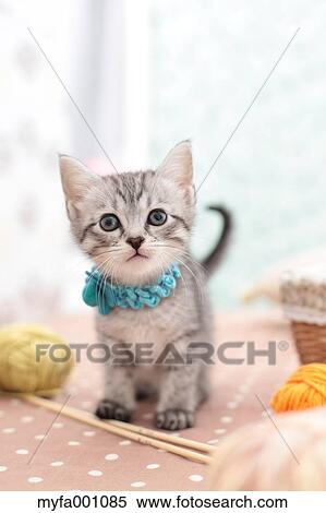 Mixed breed cat View Large Photo Image Stock Photography - Mixed breed cat. Fotosearch