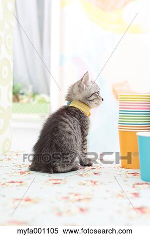 Stock Photography - Mixed breed cat. Fotosearch