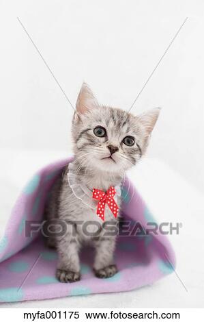Stock Photography - Mixed breed cat. Fotosearch