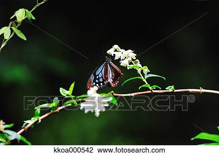 Monarch Butterfly View Large Photo Image Stock Image - Monarch Butterfly . Fotosearch