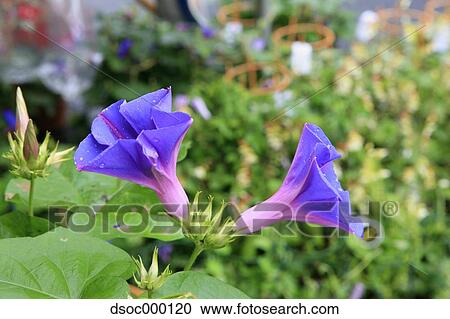 Morning Glory flowers View Large Photo Image Stock Image - Morning Glory flowers. Fotosearch