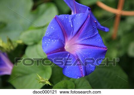 Stock Image - Morning Glory. Fotosearch