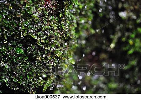 Stock Photo - Moss. Fotosearch