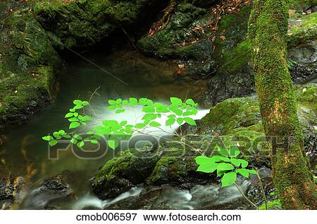 Mountain water stream, Hyogo Prefecture View Large Photo Image Stock Photo - Mountain water stream, Hyogo Prefecture. Fotosearch