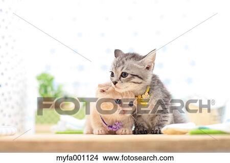 Munchkin and mixed breed pets View Large Photo Image Picture - Munchkin and mixed breed pets. Fotosearch