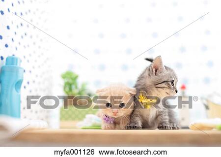 Munchkin and mixed breed pets View Large Photo Image Stock Photograph - Munchkin and mixed breed pets. Fotosearch
