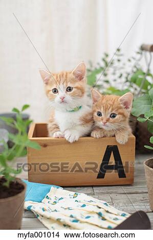 Munchkin pets View Large Photo Image Picture - Munchkin pets. Fotosearch
