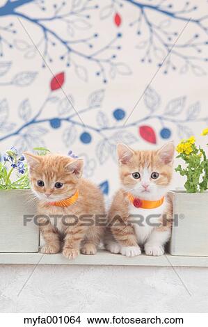 Munchkin pets View Large Photo Image Picture - Munchkin pets. Fotosearch
