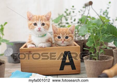 Munchkin pets View Large Photo Image Stock Image - Munchkin pets. Fotosearch