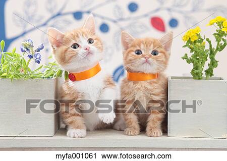 Munchkin pets View Large Photo Image Stock Image - Munchkin pets. Fotosearch