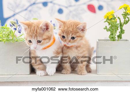 Stock Image - Munchkin pets. Fotosearch