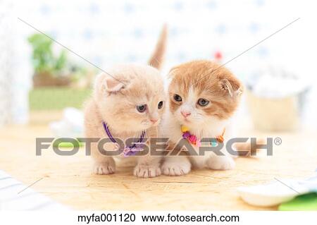 Munchkin pets View Large Photo Image Stock Image - Munchkin pets. Fotosearch