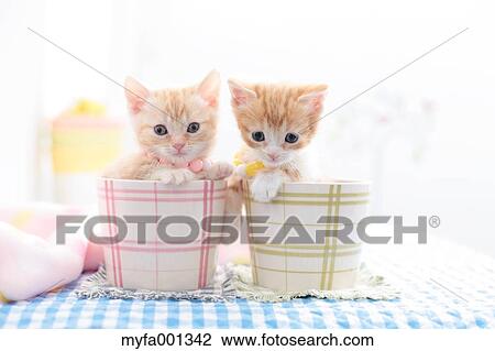 Munchkin pets View Large Photo Image Stock Image - Munchkin pets. Fotosearch