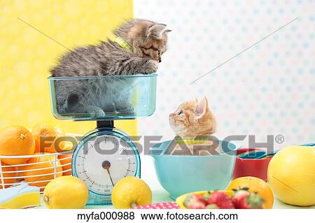 Munchkin pets View Large Photo Image Stock Photo - Munchkin pets. Fotosearch