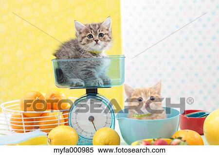 Munchkin pets View Large Photo Image Stock Photography - Munchkin pets. Fotosearch