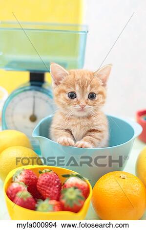 Munchkin View Large Photo Image Picture - Munchkin. Fotosearch