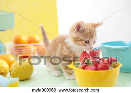 Munchkin View Large Photo Image Stock Image - Munchkin. Fotosearch