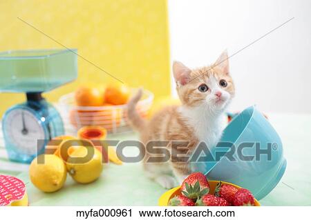 Munchkin View Large Photo Image Stock Image - Munchkin. Fotosearch