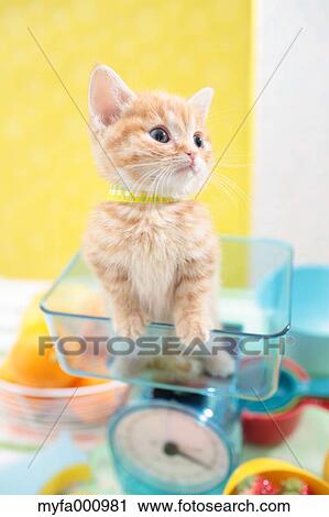 Munchkin View Large Photo Image Stock Image - Munchkin. Fotosearch