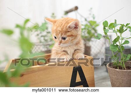 Munchkin View Large Photo Image Stock Image - Munchkin. Fotosearch