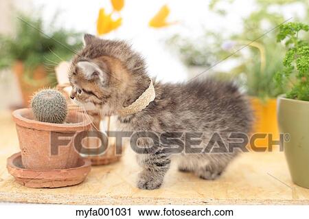 Munchkin View Large Photo Image Stock Image - Munchkin. Fotosearch