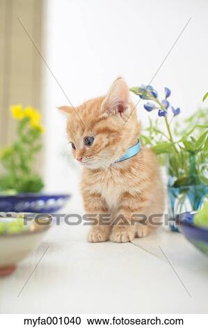Stock Image - Munchkin. Fotosearch
