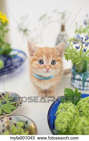 Munchkin View Large Photo Image Stock Image - Munchkin. Fotosearch