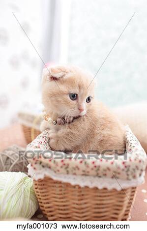 Munchkin View Large Photo Image Stock Image - Munchkin. Fotosearch