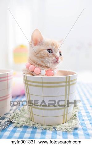 Munchkin View Large Photo Image Stock Image - Munchkin. Fotosearch