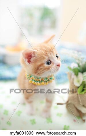 Munchkin View Large Photo Image Stock Image - Munchkin. Fotosearch
