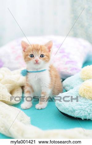 Munchkin View Large Photo Image Stock Image - Munchkin. Fotosearch