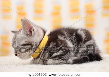 Munchkin View Large Photo Image Stock Image - Munchkin. Fotosearch