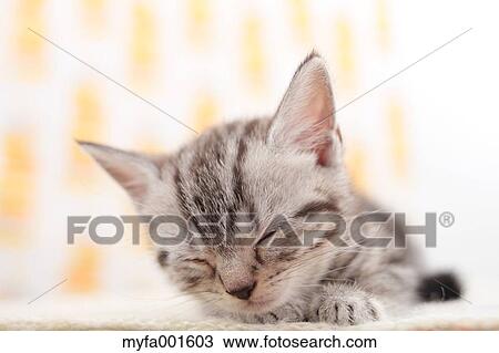 Munchkin View Large Photo Image Stock Image - Munchkin. Fotosearch