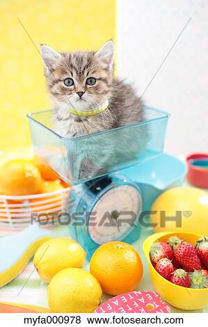 Munchkin View Large Photo Image Stock Photo - Munchkin. Fotosearch