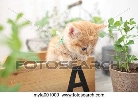 Munchkin View Large Photo Image Stock Photo - Munchkin. Fotosearch