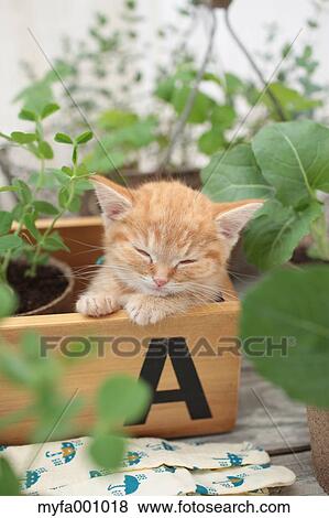 Stock Photo - Munchkin. Fotosearch