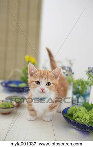 Stock Photo - Munchkin. Fotosearch
