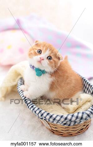 Munchkin View Large Photo Image Stock Photo - Munchkin. Fotosearch