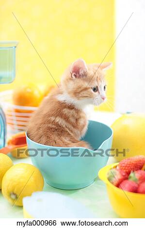 Munchkin View Large Photo Image Stock Photograph - Munchkin. Fotosearch