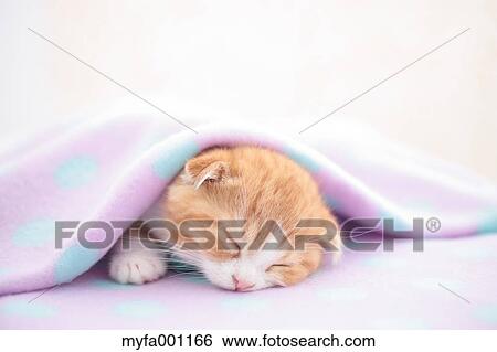 Munchkin View Large Photo Image Stock Photograph - Munchkin. Fotosearch
