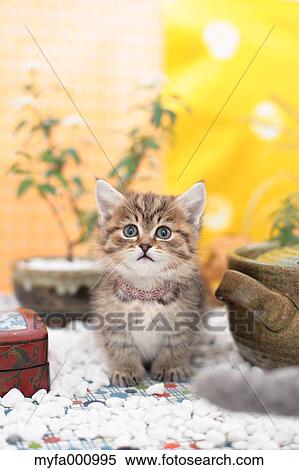 Munchkin View Large Photo Image Stock Photography - Munchkin. Fotosearch