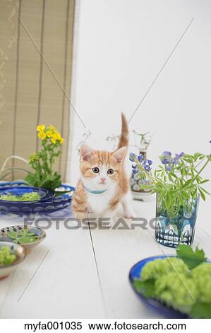 Munchkin View Large Photo Image Stock Photography - Munchkin. Fotosearch