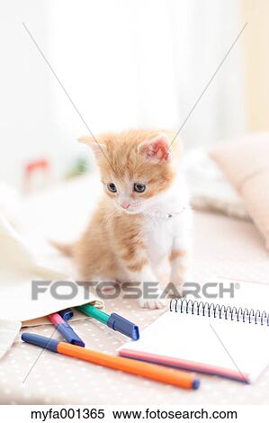 Munchkin View Large Photo Image Stock Photography - Munchkin. Fotosearch