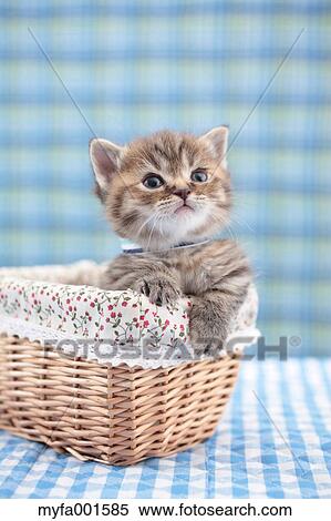 Munchkin View Large Photo Image Stock Photography - Munchkin. Fotosearch