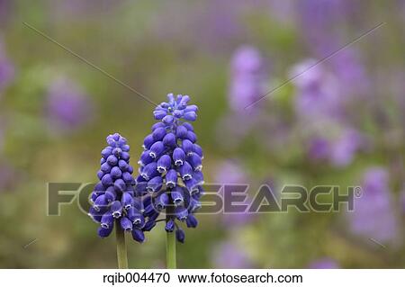 Stock Image - Muscari. Fotosearch
