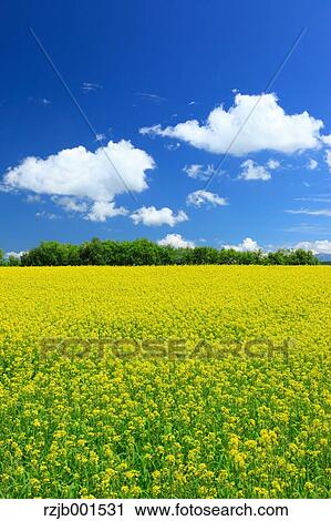 Stock Image - Mustard greens field and blue sky with clouds, Hokkaido. Fotosearch
