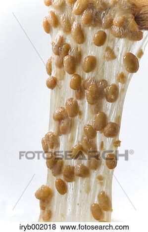 Natto fermented soybeans View Large Photo Image Stock Photo - Natto fermented soybeans. Fotosearch